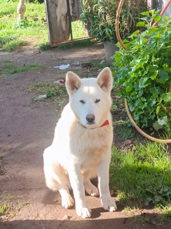 ✨ ❤️Hiro splendido cagnolone cerca famiglia 🏠✨  Foto 4